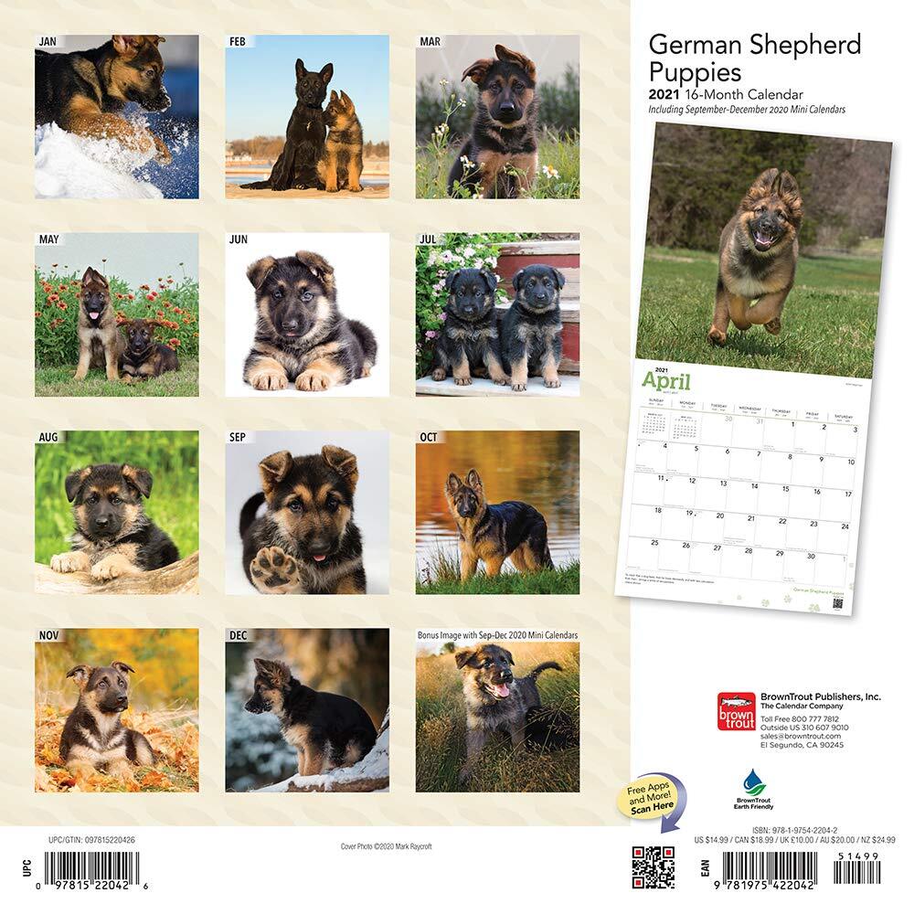 2021 Calendar German Shepherd Puppies Square Wall by Browntrout BT22042 ...