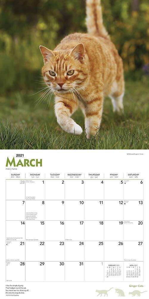 2021 Calendar Ginger Cats Square Wall by Browntrout BT25944