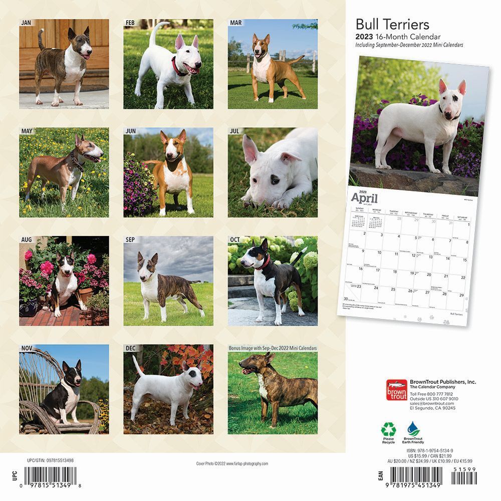 2023 Calendar Bull Terriers 16-Month Square Wall, Browntrout ...