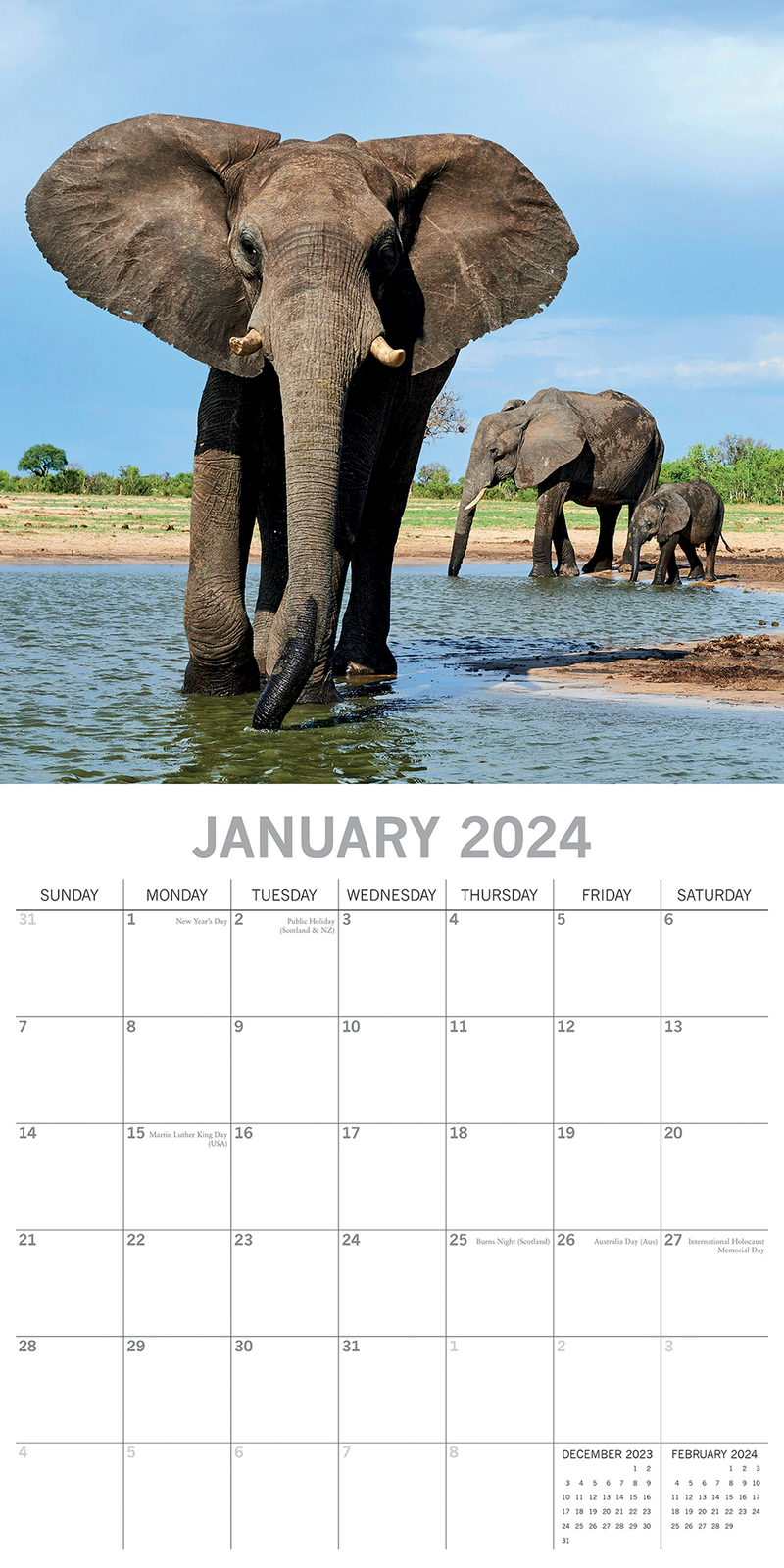 2024 Calendar Elephants Square Wall by The Gifted Stationery GSC23546 ...