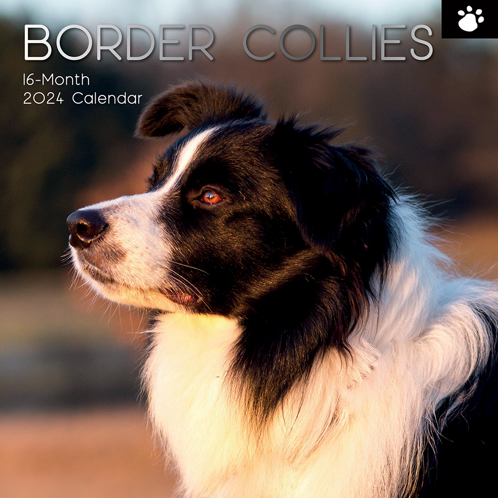 2024 Calendar Border Collies Square Wall By The Gifted Stationery   9781804107355 