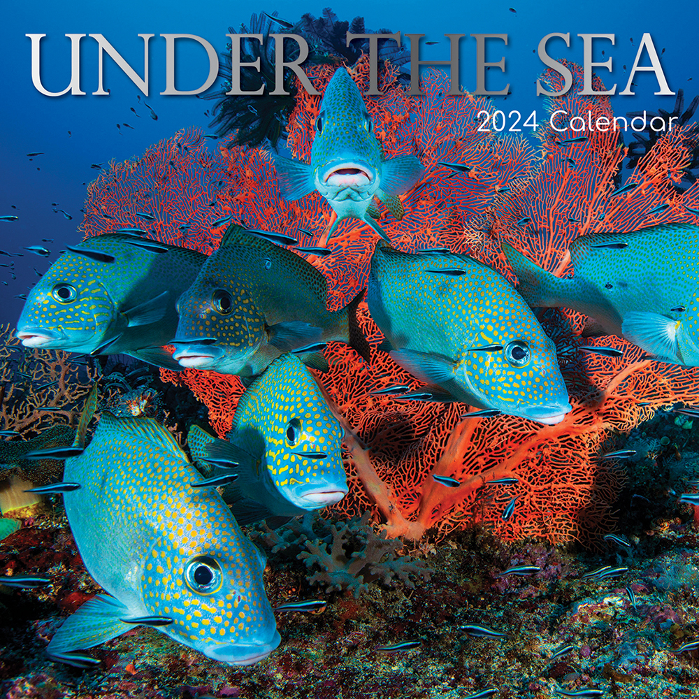 2024 Calendar Under The Sea Square Wall By The Gifted Stationery   9781804109038 