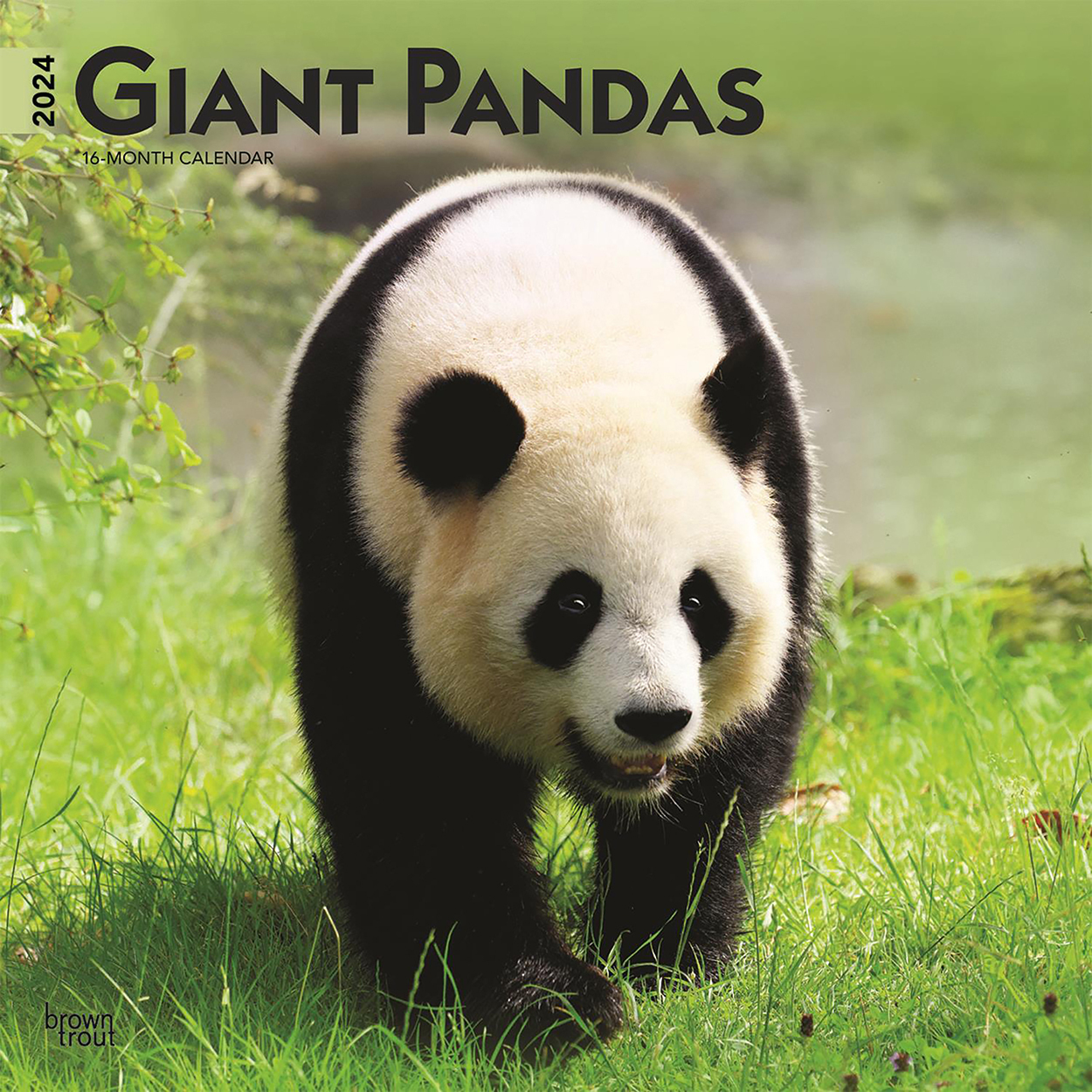 Giant Pandas 2024 16 Month Square Wall Calendar By Browntrout   9781975462857 