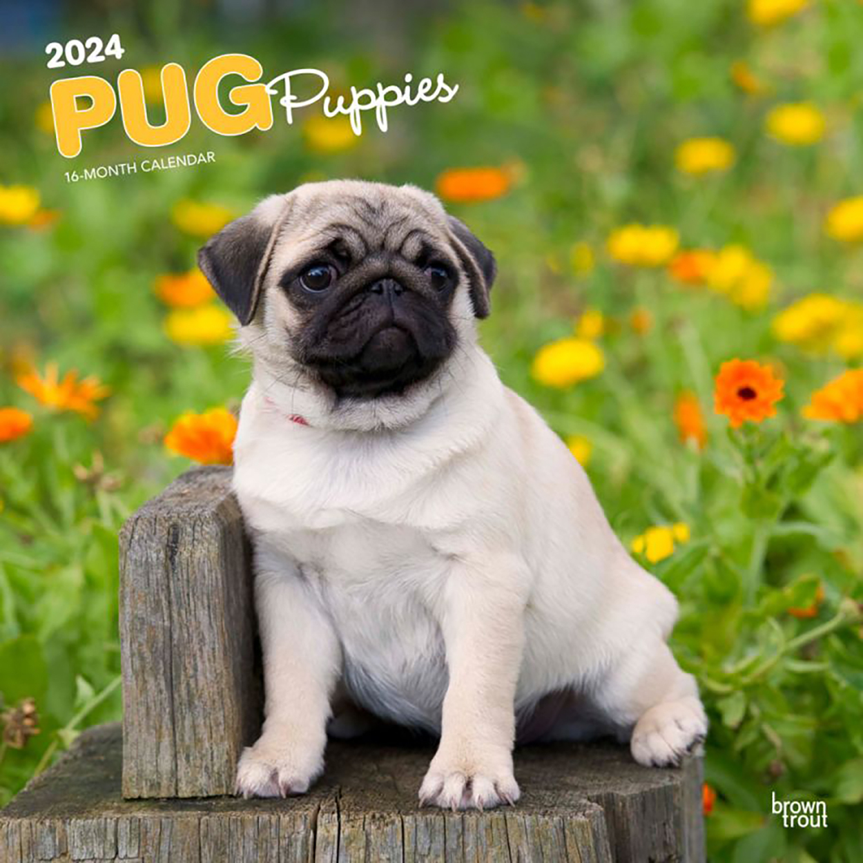 Pug Puppies 2024 16 Month Square Wall Calendar By Browntrout   9781975464653 