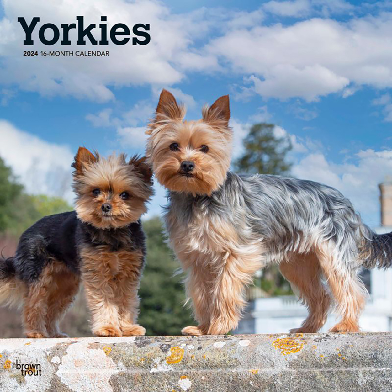 Yorkshire Terriers 2024 16Month Square Wall Calendar by Browntrout