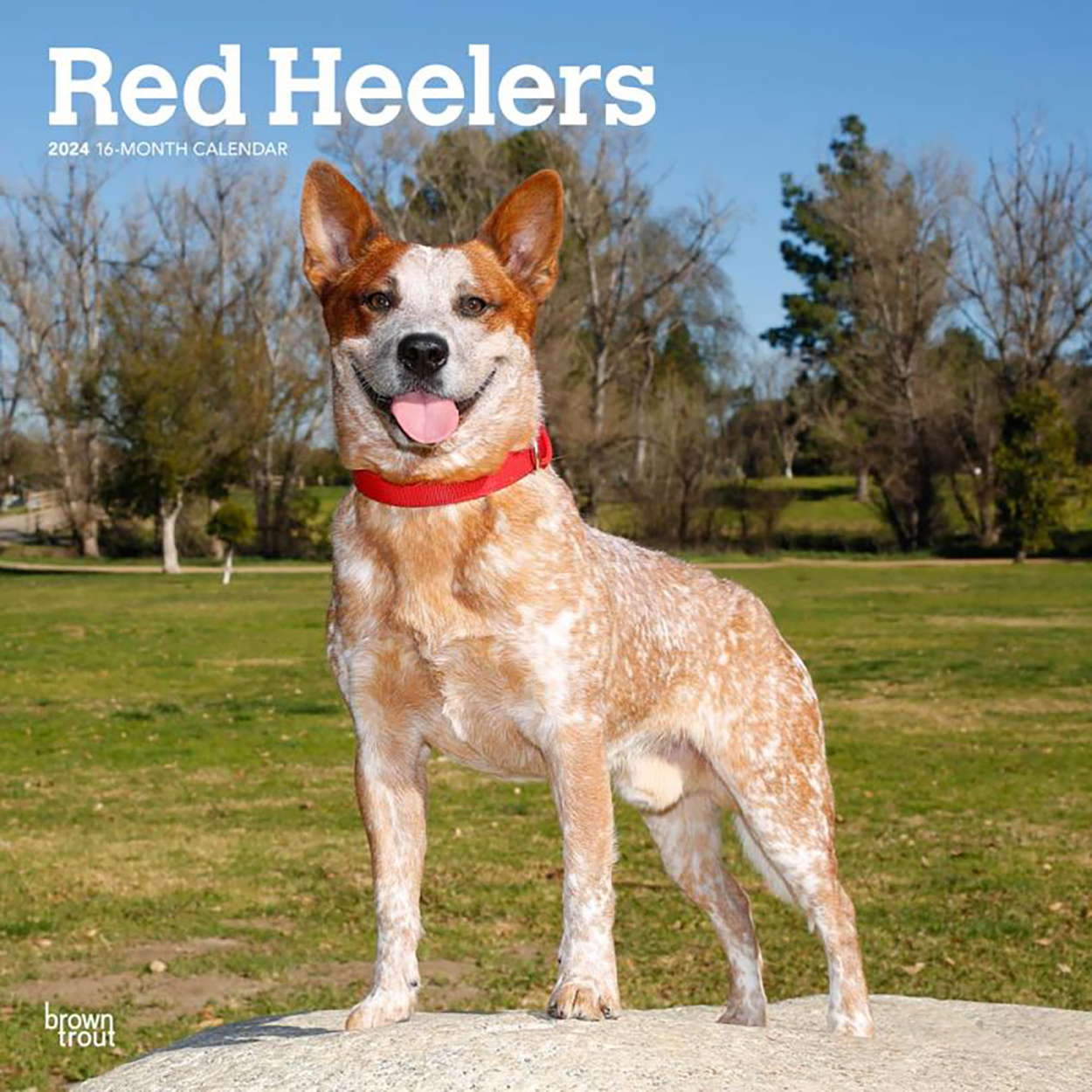 Red Heelers 2024 16Month Square Wall Calendar by Browntrout