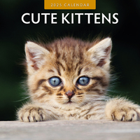 2025 Calendar Cute Kittens 16-Month Square Wall Red Robin RR250016