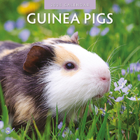 2025 Calendar Guinea Pigs 16-Month Square Wall Red Robin RR250027