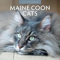 2025 Calendar Maine Coon Cats 16-Month Square Wall Red Robin RR250032