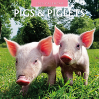 2025 Calendar Pigs & Piglets 16-Month Square Wall Red Robin RR250039