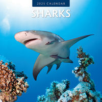 2025 Calendar Sharks 16-Month Square Wall Red Robin RR250043