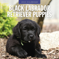 2025 Calendar Black Labrador Retriever Puppies 16-Month Square Wall Red Robin RR250065