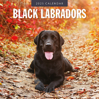 2025 Calendar Black Labradors 16-Month Square Wall Red Robin RR250066