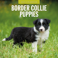 2025 Calendar Border Collie Puppies 16-Month Square Wall Red Robin RR250067