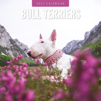 2025 Calendar Bull Terriers 16-Month Square Wall Red Robin RR250075