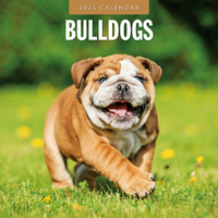 2025 Calendar Bulldogs 16-Month Square Wall Red Robin RR250076