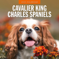 2025 Calendar Cavalier King Charles Spaniels 16-Month Square Wall Red Robin RR250079