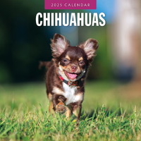 2025 Calendar Chihuahuas 16-Month Square Wall Red Robin RR250081