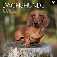 2025 Calendar Dachshunds 16-Month Square Wall Red Robin RR250088