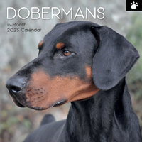 2025 Calendar Dobermans 16-Month Square Wall Red Robin RR250091