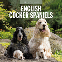 2025 Calendar English Cocker Spaniels 16-Month Square Wall Red Robin RR250093