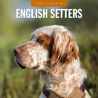 2025 Calendar English Setters 16-Month Square Wall Red Robin RR250094