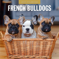 2025 Calendar French Bulldogs 16-Month Square Wall Red Robin RR250099