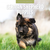 2025 Calendar German Shepherd Puppies 16-Month Square Wall Red Robin RR250100