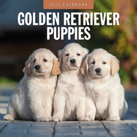 2025 Calendar Golden Retriever Puppies 16-Month Square Wall Red Robin RR250104