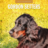 2025 Calendar Gordon Setters 16-Month Square Wall Red Robin RR250106