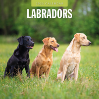 2025 Calendar Labradors 16-Month Square Wall Red Robin RR250117