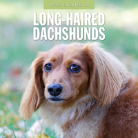 2025 Calendar Long-Haired Dachshunds 16-Month Square Wall Red Robin RR250119