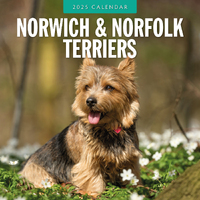 2025 Calendar Norwich & Norfolk Terriers 16-Month Square Wall Red Robin RR250125