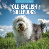 2025 Calendar Old English Sheepdogs 16-Month Square Wall Red Robin RR250126