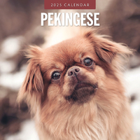 2025 Calendar Pekingese 16-Month Square Wall Red Robin RR250129