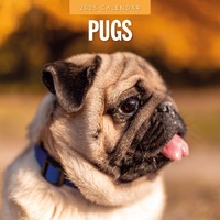 2025 Calendar Pugs 16-Month Square Wall Red Robin RR250134