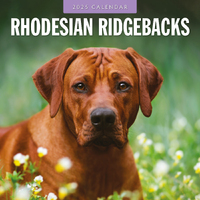 2025 Calendar Rhodesian Ridgeback 16-Month Square Wall Red Robin RR250135