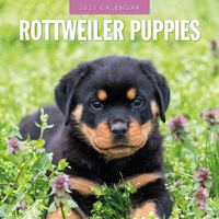 2025 Calendar Rottweiler Puppies 16-Month Square Wall Red Robin RR250136