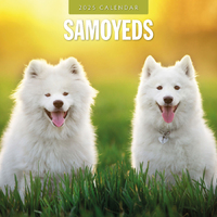 2025 Calendar Samoyeds 16-Month Square Wall Red Robin RR250139