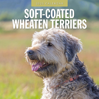 2025 Calendar Soft-Coated Wheaten Terriers 16-Month Square Wall Red Robin RR250148