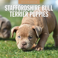 2025 Calendar Staffordshire Bull Terrier Puppies 16-Month Square Wall Red Robin RR250149