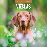 2025 Calendar Vizslas 16-Month Square Wall Red Robin RR250153