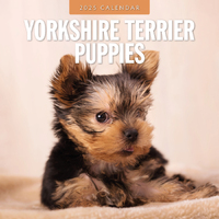 2025 Calendar Yorkshire Terrier Puppies 16-Month Square Wall Red Robin RR250163