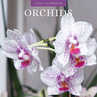 2025 Calendar Orchids 16-Month Square Wall Red Robin RR250199