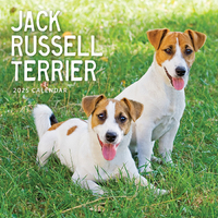 2025 Calendar Jack Russel Terrier Square Wall Paper Pocket CAB20