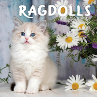 2025 Calendar Ragdolls Square Wall Paper Pocket CAB28