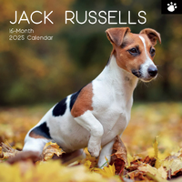 2025 Calendar Jack Russells 16-Month Square Wall Gifted Stationery GSC25083