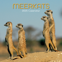 2025 Calendar Meerkats 16-Month Square Wall Gifted Stationery GSC25113