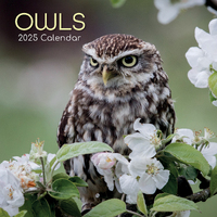 2025 Calendar Owls 16-Month Square Wall Gifted Stationery GSC25144