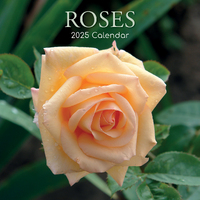 2025 Calendar Roses 16-Month Square Wall Gifted Stationery GSC25177